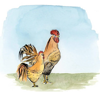 Milkbarn The Little Rooster Book by Rory Feek - Bob's Outdoor