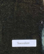 Cut Loose Womens Velvet Fitted Shirt